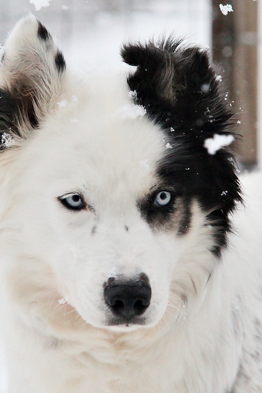 Pyhätunturi: Husky safari 5km including a farm visit - Price and value: is $165 per person worth it?