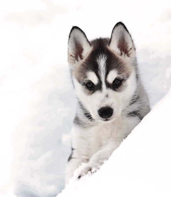 Pyhätunturi: Husky safari 5km including a farm visit - The dogs first: professional Alaskan racing huskies up close