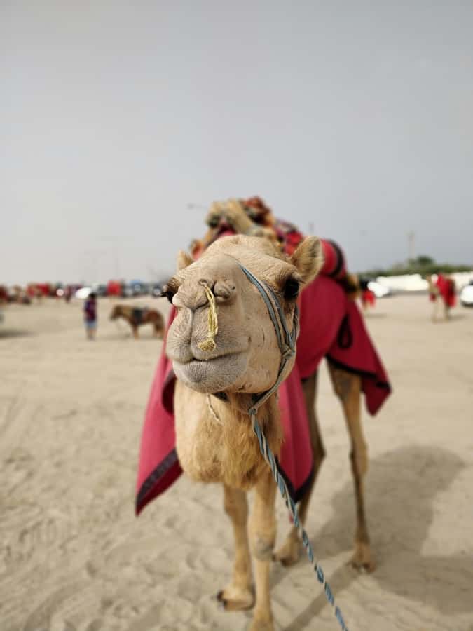 Qatar: Desert Safari, Camel Ride, Inland sea, Sandboarding - Who This Desert Safari Suits Best (and Who Should Skip It)