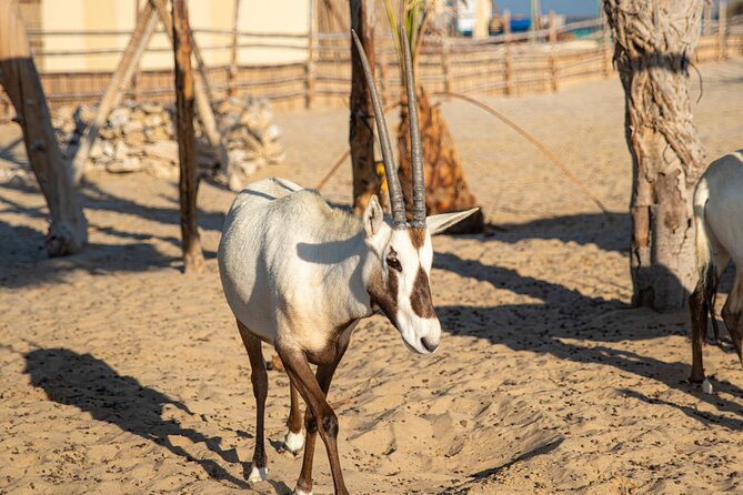 Qatar Half Day Desert Safari(Camel Rides & Sandboarding) - What Makes the 50-Meter Dunes the Real Draw