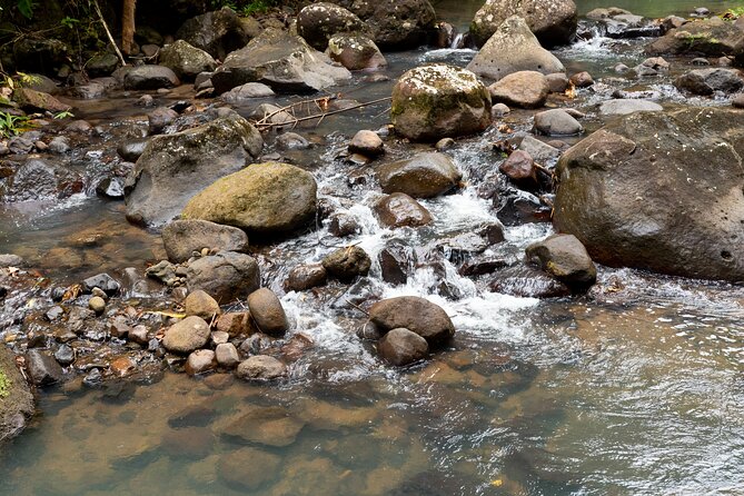 Rainforest Hike and Waterfall Safari - Who Should Book This Rainforest and Waterfall Safari