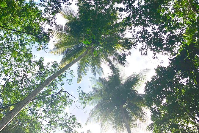 Rainforest Hike and Waterfall Safari - Practical Tips to Make the Waterfall Time Worth It