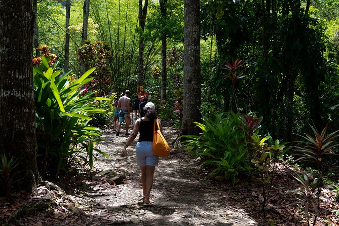 Rainforest Hike and Waterfall Safari - Should You Book This Safari to Venus Estate Waterfall?
