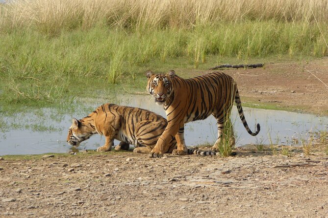 Ranthambore National Park - Key highlights worth knowing before you go