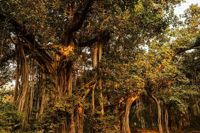 Ranthambore National Park - Stop-by-stop: what each part of the day adds