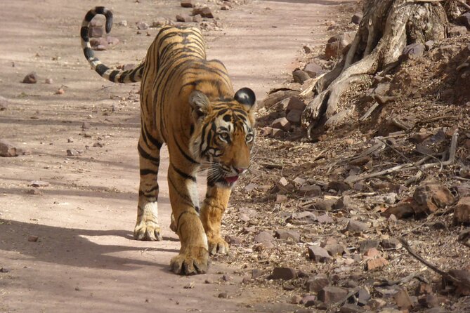 Ranthambore National Park - Guide help: why it matters when the tiger is out of reach