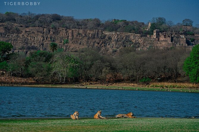 Ranthambore National Park - Price and value: what $34.96 covers (and what it doesn’t)