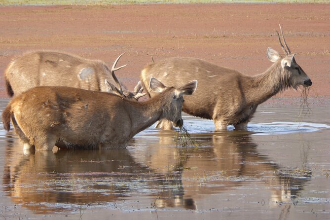 Ranthambore National Park - Practical tips to improve your odds (without stressing)