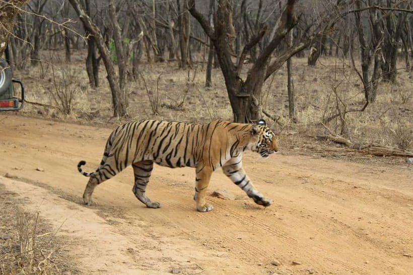 Ranthambore National Park: Safari Ticket with Pickup Option - Ranthambore Canter Safari: What You’re Really Paying For