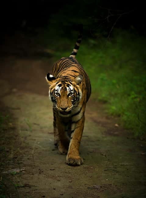 Ranthambore National Park: Safari Ticket with Pickup Option - Timing Matters: Seasonal Morning and Afternoon Runs