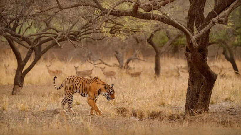 Ranthambore National Park: Safari Ticket with Pickup Option - Entering the Park: The 3.5-Hour Flow You Should Expect