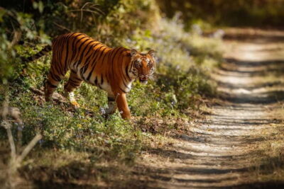 Ranthambore National Park: Safari Ticket with Pickup Option - Pickup, Zones, and the 20-Seater Canter Reality