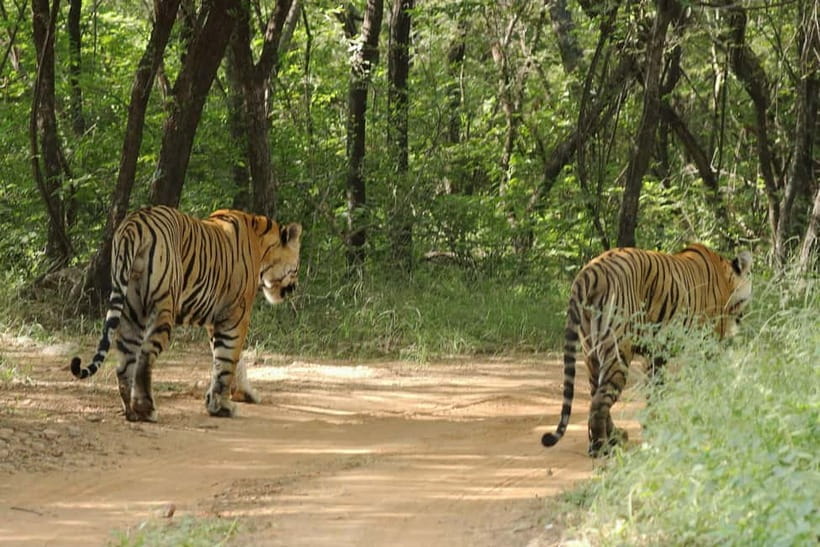 Ranthambore National Park: Safari Ticket with Pickup Option - Wildlife Spotting Beyond Tigers: What You Might See