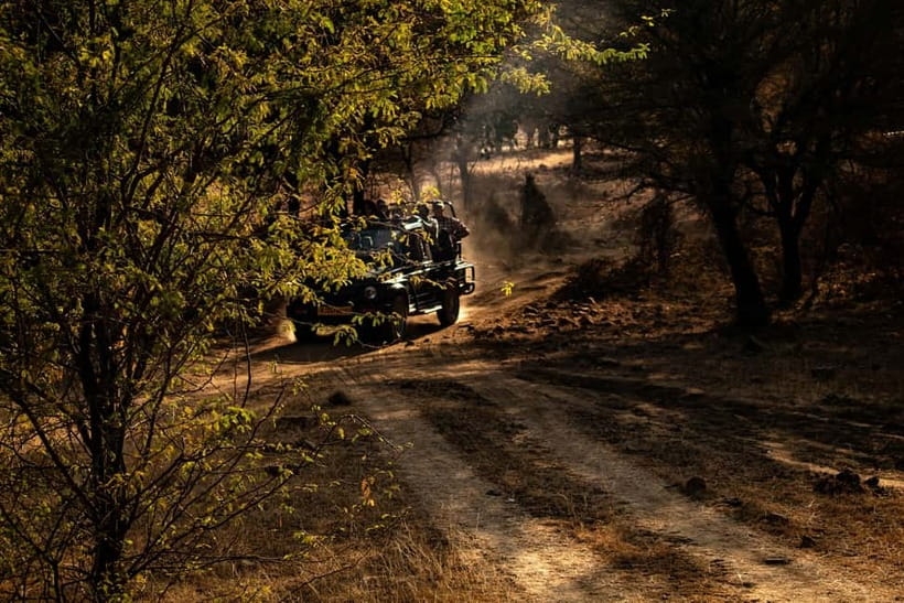 Ranthambore National Park: Safari Ticket with Pickup Option - Guide and Driver Impact: Why Two Safaris Can Feel Like Different Movies