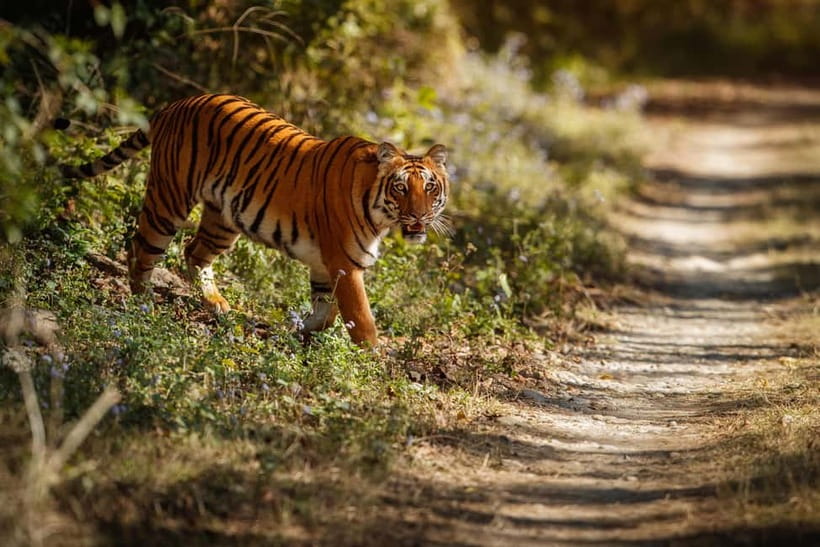Ranthambore National Park: Safari Ticket with Pickup Option - Pickup, Zones, and the 20-Seater Canter Reality