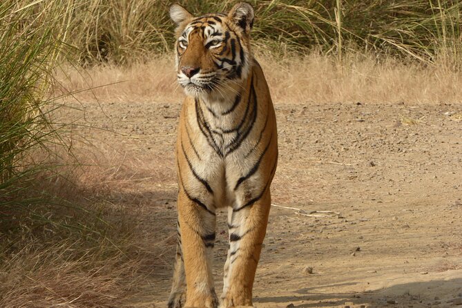 Ranthambore National Park - Inside Ranthambore: zones, safari vehicles, and what you can realistically see