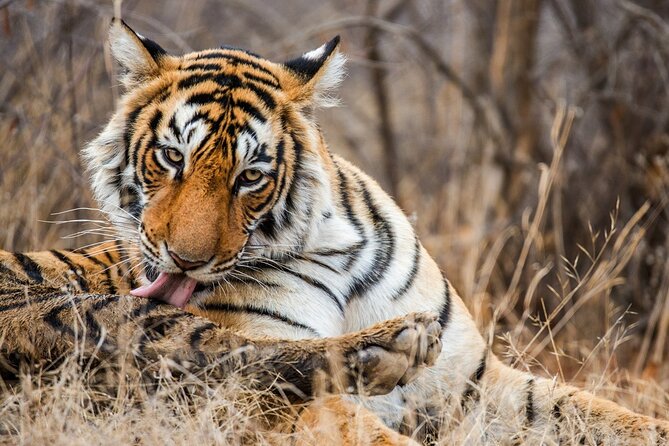 Ranthambore Safari Admission tickets : Choose your Option - Hotel Pickup and the 3-Hour Rhythm