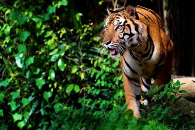 Ranthambore Safari Admission tickets : Choose your Option - Morning vs Afternoon: How to Pick Your Best Time