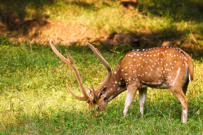 Ranthambore Safari Admission tickets : Choose your Option - Entering Ranthambore National Park: What You’ll Look For