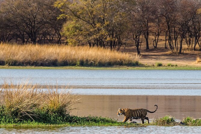 Ranthambore Safari Admission tickets : Choose your Option - Zones, Zone Hopping, and the Reality of Chance