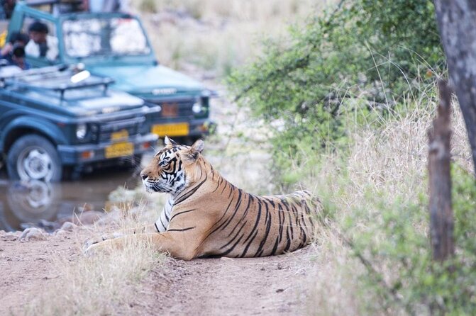 Ranthambore: Sharing Safari In Canter Or Gypsy Vehicle All Incl. - Key things to know before you go