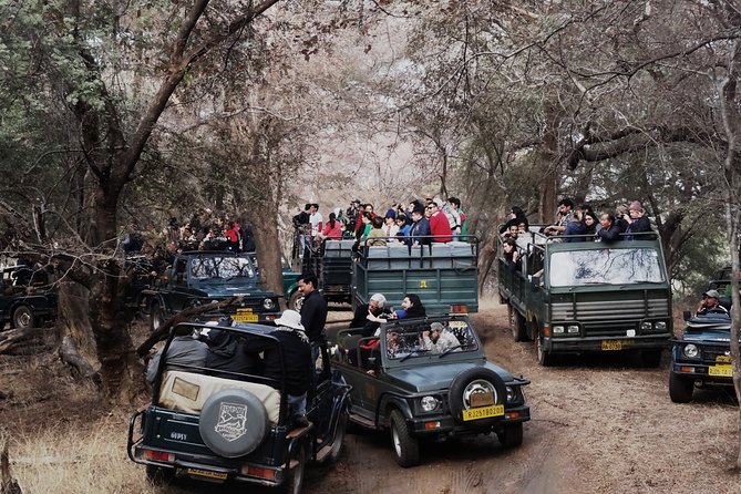 Ranthambore: Sharing Safari In Canter Or Gypsy Vehicle All Incl. - Quick, guided tiger time: how this 3-hour safari fits your schedule