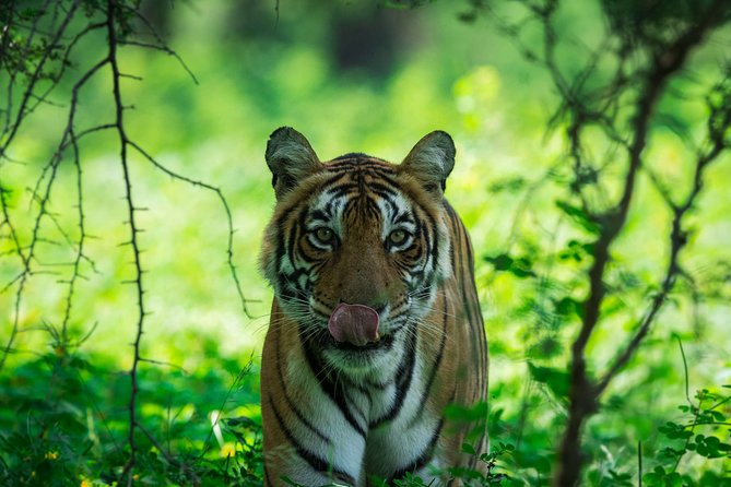 Ranthambore: Sharing Safari In Canter Or Gypsy Vehicle All Incl. - The heart of the day: Ranthambore National Park in a tight window