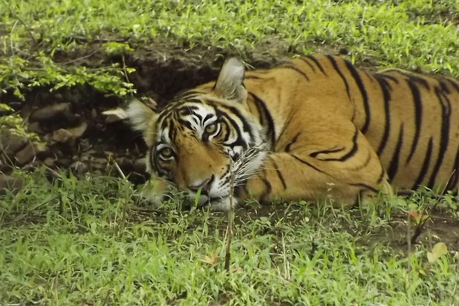 Ranthambore Tiger Safari Day trip from Jaipur - All Inclusive - What you might see besides the tiger (this is not just a one-animal show)