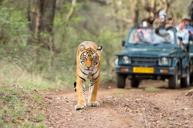 Ranthambore Tiger Safari Day trip from Jaipur - All Inclusive - Ranthambore Fort first: a powerful warm-up for the safari
