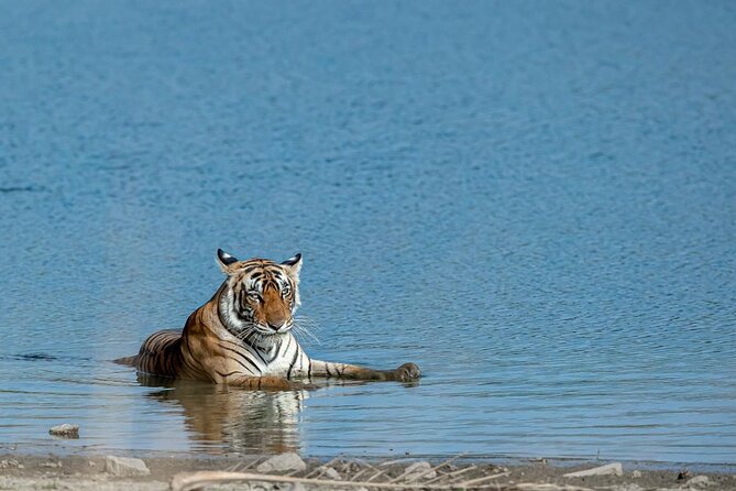 Ranthambore Tiger Safari from Jaipur – 1 or 2 Days - Key Things I’d Focus On Before You Go