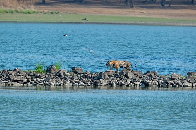 Ranthambore Tiger Safari from Jaipur – 1 or 2 Days - Private AC pickup in Jaipur: comfortable start, safer pace