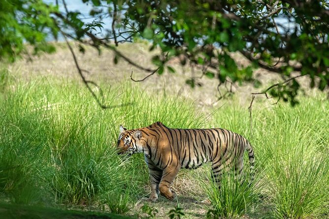 Ranthambore Tiger Safari from Jaipur – 1 or 2 Days - The 3 PM to 6 PM safari: what to look for beyond tigers