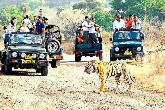 Ranthambore Wildlife Safari with Tickets & Transfer Options - Key highlights to know before you go