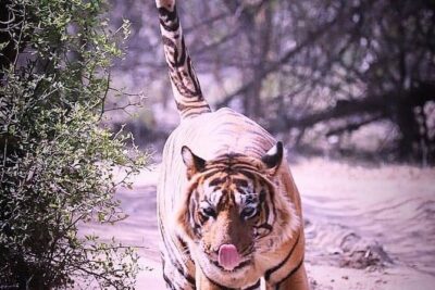 Ranthambore Wildlife Safari with Tickets & Transfer Options - Half-day vs full-day safari: picking the right length