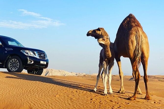 Red Dune Desert Safari with Dinner Quad Bike and Camel Ride - Sandboarding slide: the fastest way to feel the dune height