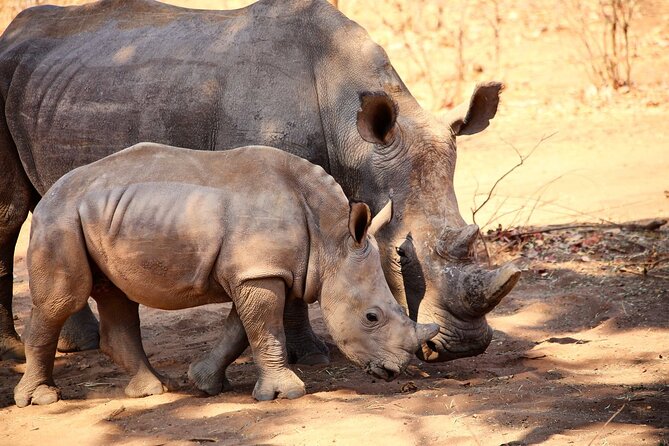 Rhino Game Drive - Rhino Game Drive in Mosi-oa-Tunya: Why This One Works in Livingstone