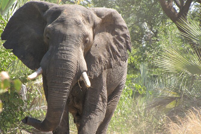 Rhino Game Drive - The Guide Factor: Park Ecology Lessons While You Scan the Bush
