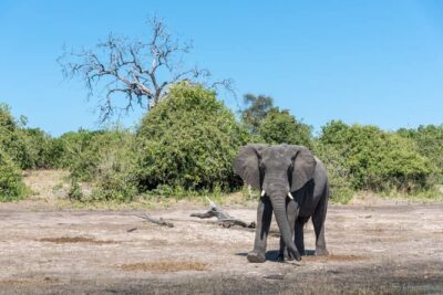 Rhino Game Drive - What You Can Actually See: White Rhinos and the Rest of the Park Cast