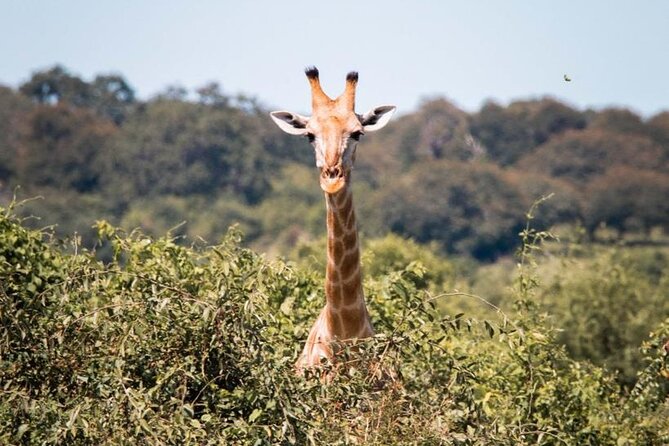 Rhino Game Drive - Who Should Book This Tour (and Who Might Want a Different Fit)