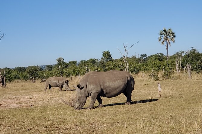 Rhino Game Drive - Should You Book the Rhino Game Drive in Mosi-oa-Tunya?