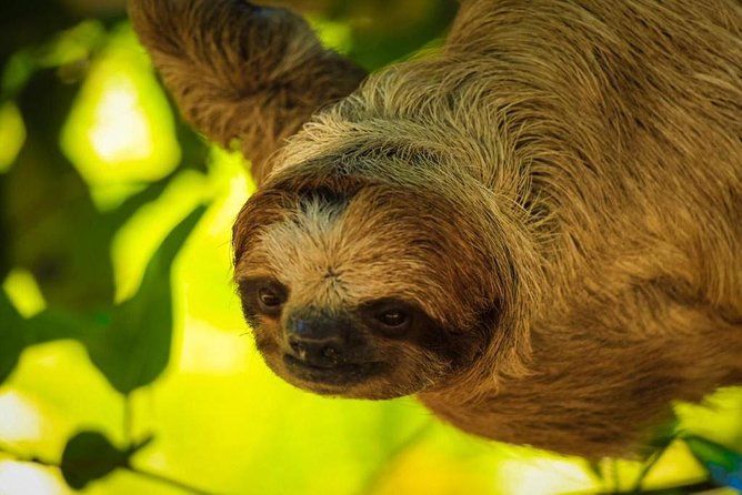 Roatan Zipline, ATV Buggy Ride + Sloths & Exclusive Beach Access - Who Should Book This Tour (and Who Might Skip It)