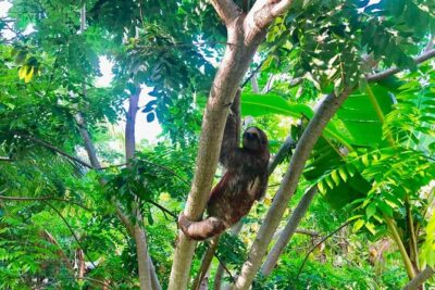 Roatan Zipline, ATV Buggy Ride + Sloths & Exclusive Beach Access - ATV Buggy and Off-Road Tracks: Secret Well, Steep Trails, and Mud You’ll Earn