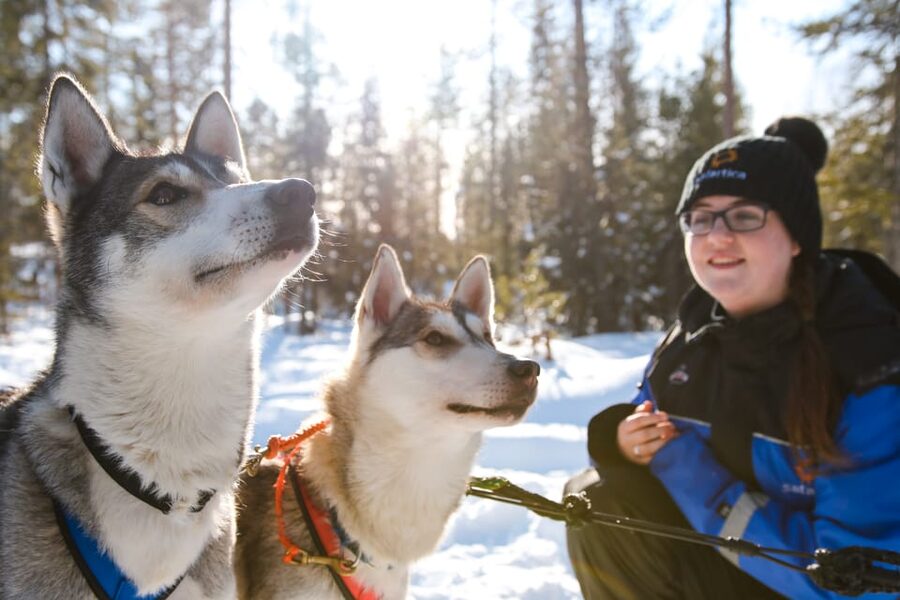 Rovaniemi: Daytime Husky Safari - Daytime Husky Mushing in Rovaniemi: What You’re Actually Getting