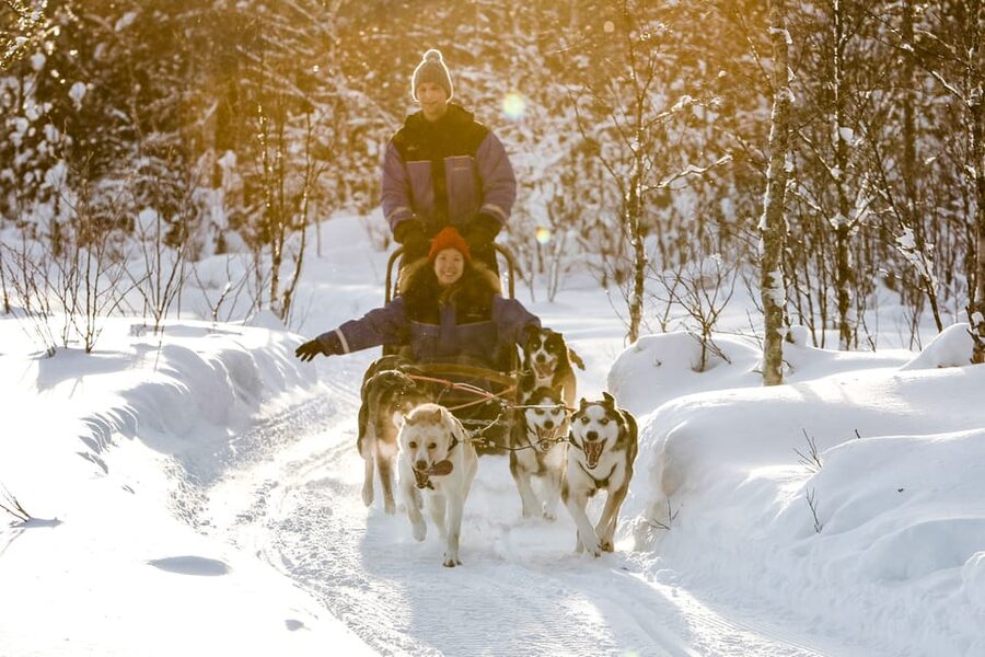 Rovaniemi: Daytime Husky Safari - Walk to the Kennel: Seeing Alaskan Huskies Up Close