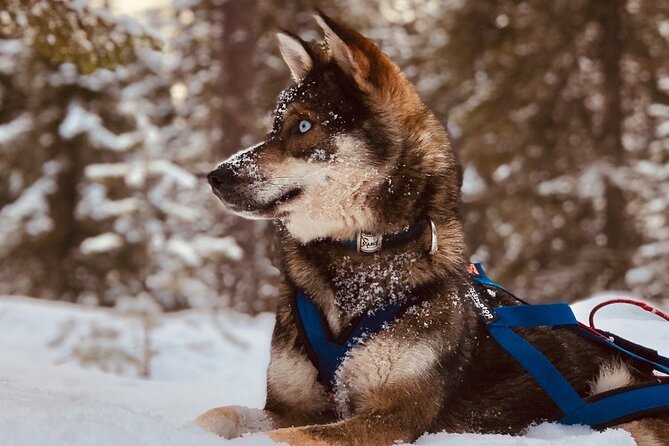 Rovaniemi: Drive Your Own Husky Team (6–10 km) & BBQ - Key things to know before you go