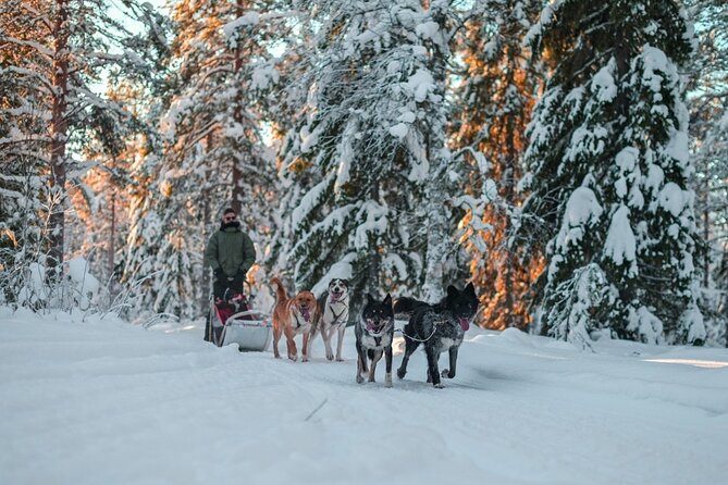 Rovaniemi: Drive Your Own Husky Team (6–10 km) & BBQ - The farm setting: secluded, calm, and dog-focused