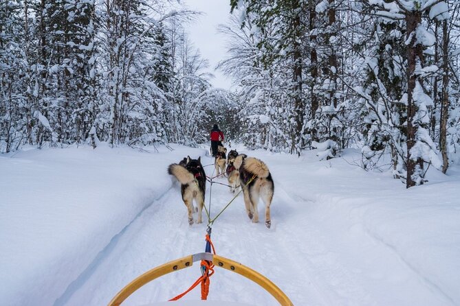 Rovaniemi: Drive Your Own Husky Team (6–10 km) & BBQ - Price and value: is $274.59 per person worth it?
