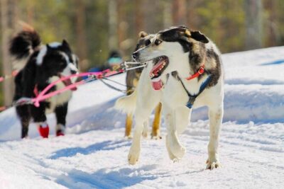 Rovaniemi: Drive Your Own Husky Team (6–10 km) & BBQ - Steering, braking, and switching roles on the sled