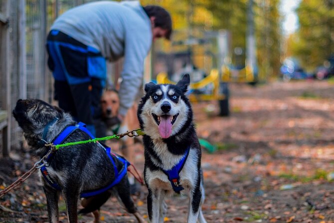 Rovaniemi: Drive Your Own Husky Team (Autumn) & BBQ - Key Things You’ll Notice Right Away