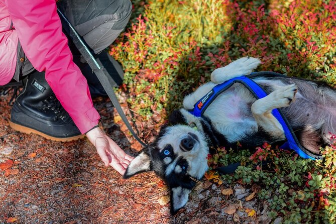 Rovaniemi: Drive Your Own Husky Team (Autumn) & BBQ - Who Should Book This Tour, and Who Might Skip It